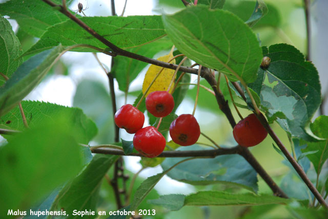 Malus hupehensis